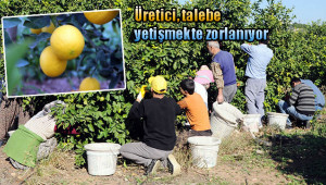 Korona, limon fiyatlarını fırlattı