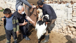 Suriye'deki hayvanlar kayıt altına alınıyor