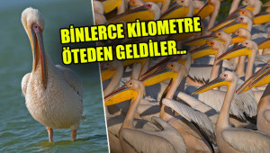 Balıkçılar olmadığı için yüzlercesi böyle görüntülendi