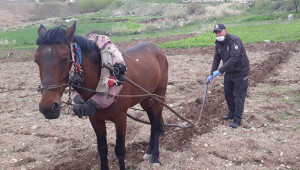 Bekçi yaşlı adamın tarlasını sürdü