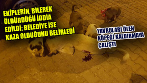 Belediye, köpeği silahla mı öldürdü?