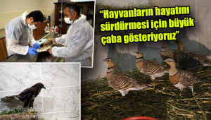 Bin 650 hayvan, Gölpınar'daki merkezde tedavi edildi