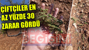 Dolu yağışı fıstık ağaçlarına büyük zarar verdi