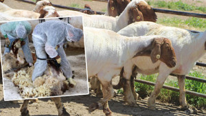 Elit koyunlara bahar bakımı başladı