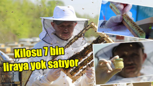 Kilosu 7 bin lira olan sütün sağımına başlandı