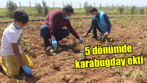 Tohumları oğlu ve ilçedeki çölyak hastaları için ekti