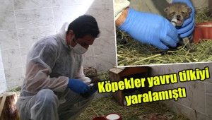 Saldırıya uğrayan tilki, tedaviyle hayata tutundu