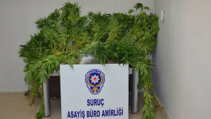 175 kök Hint kenviri ele geçirildi