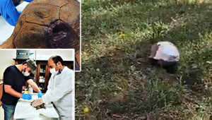 DKMP'de tedavi edilen kaplumbağa doğaya salındı