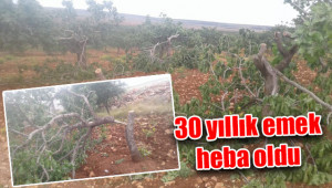 Fıstık ağaçlarına acımadılar!
