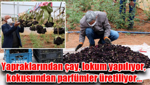 Halfeti'de karagül hasadı başladı
