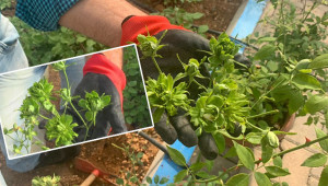 Karagüle yeni rakip, yeşil gül de çıktı