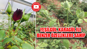 Halfeti’ye özgü Karagül’den Yeşilgül’e