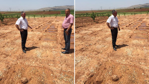 Sulama borusu patlayınca fıstıklar söküldü