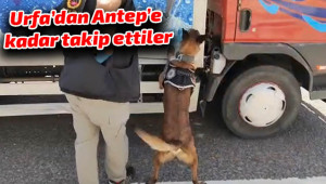 154 kilo esrar ele geçirildi