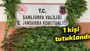 2 bin 367 kök kenevir ele geçirildi