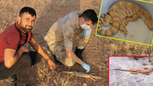 Bu sene öldürülmedi, doğaya bırakıldı