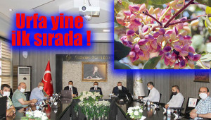 Bu yıl beklenen fıstık rekoltesi açıklandı