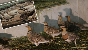 Kılkuyruk bağırtlak kuşları doğaya bırakıldı