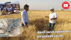 Organik gübre ile yüksek verim