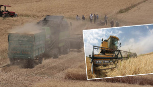 Su ile buluşan Suruç’ta hasat başladı