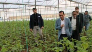 Suruç’ta Seracılık hamlesi