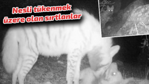 Urfa'da Sırtlanlar fotokapana yakalandı