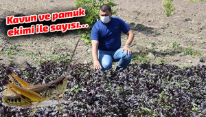 Uzmanından çekirge istilası uyarısı
