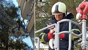 Ağaçta kalan kedi kurtarıldı