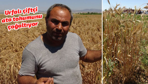Bir avuç buğdayı çoğaltmaya çalışıyor