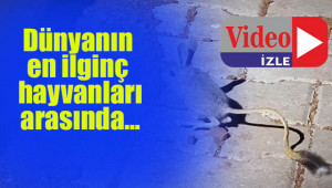 Kanguru faresi kameraya alındı