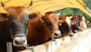 Kurban satış ve kesim yerleri açıklandı