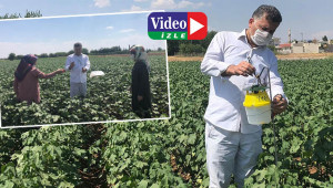 Pamukta zararlılara karşı tuzaklı önlem