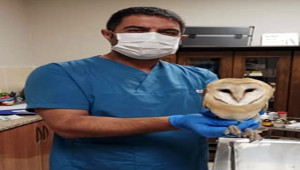 Tedavisi tamamlanan baykuş doğaya bırakıldı