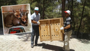 Tilki yavruları doğaya bırakıldı