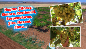 Urfa'da yerli üzüm çeşitleri koruma altına alındı