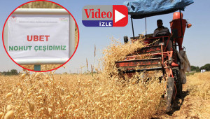 Yüksek verimli yeni tür nohut