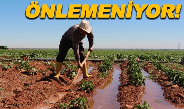 Şanlıurfa'da vahşi sulamanın önüne geçilemiyor!