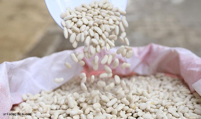 Kuru fasulye üretiminde rekor kırıldı!