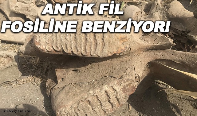 Tarlasını sürerken fil kemiklerine rastladı!