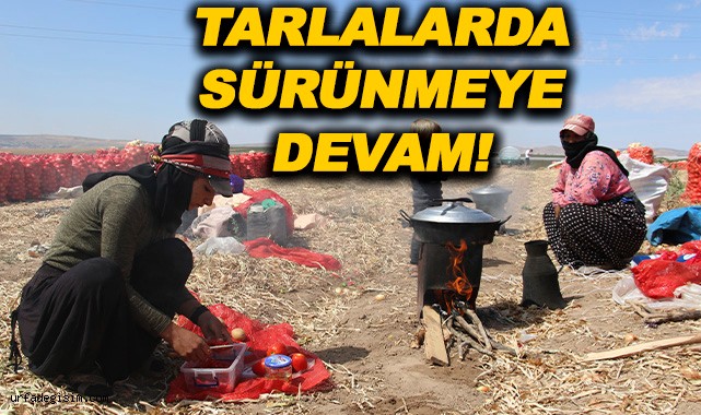 Urfalı işçiler soğan hasadı için Ankara'da!