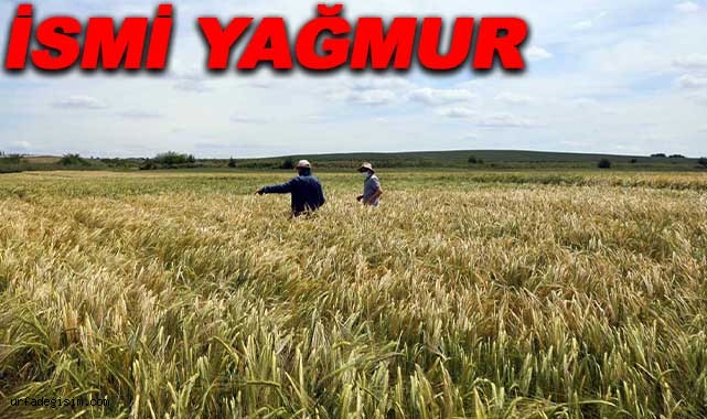 Yeni buğday çeşidi geliştirildi!