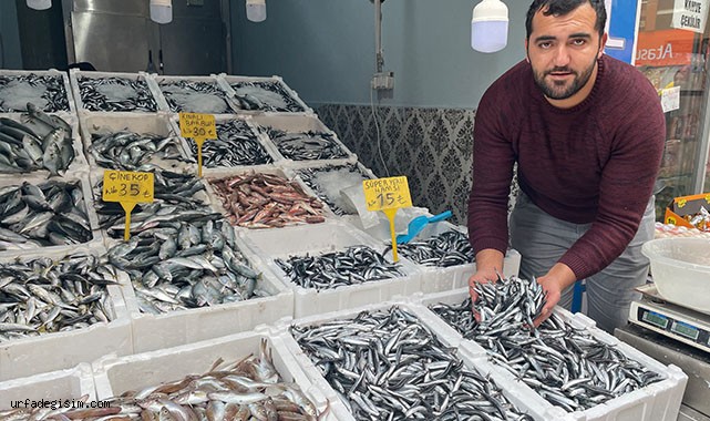 Hamsi bolluğu fiyatları düşürdü