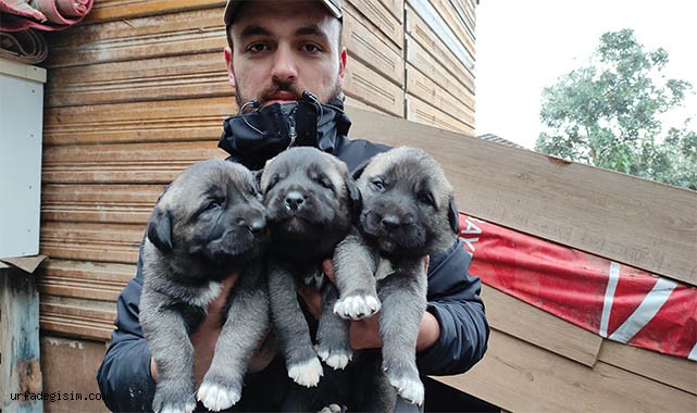 Kangalları yetiştirip yavrularını 7 bin liradan satıyor