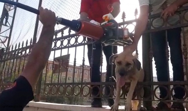 Korkuluğa sıkışan köpeği itfaiye kurtardı!