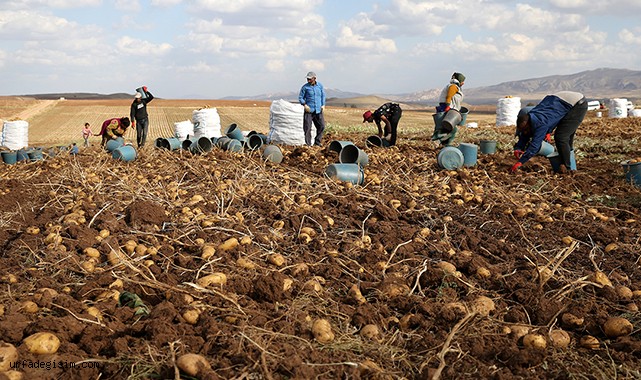 Patates kuraklığa rağmen verimiyle sevindirdi