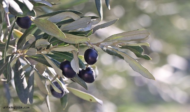 Sofralık zeytin ihracatı arttı