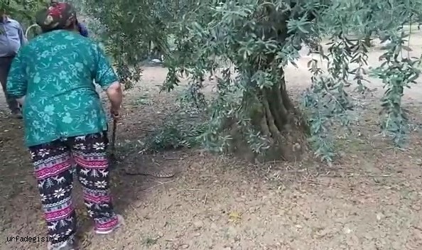 Zeytin toplarken yılan saldırdı