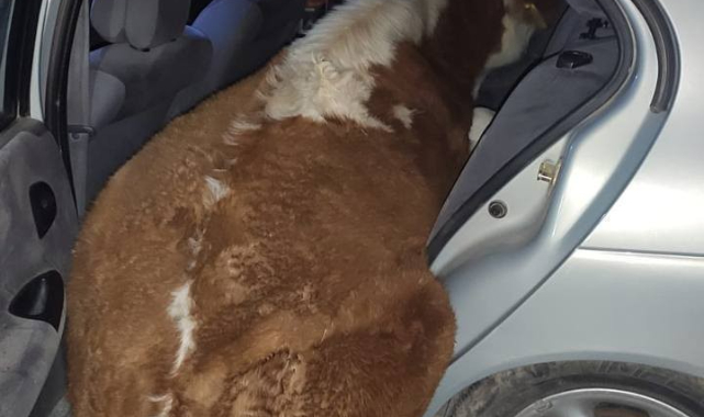 Şanlıurfa'da ineği otomobille çalmaya çalıştılar