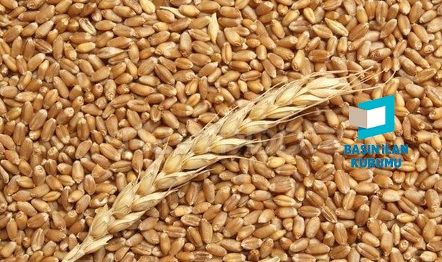 TİGEM 10 bin 448 ton buğday satacak